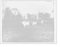 Historic Framed Print, Cow pasture, Mt. Clemens,  17-7/8" x 21-7/8"