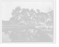Historic Framed Print, Washington Oak, Audubon Park, New Orleans,  17-7/8" x 21-7/8"