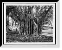 Rubber tree in U.S. barracks, Key West, Fla. Classic, Vintage Print