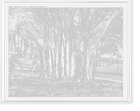 Rubber tree in U.S. barracks, Key West, Fla. Classic, Vintage Print