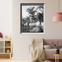 Historic Framed Print, Royal palms at Cocoanut Grove [i.e. Coconut Grove], Miami, Fla.,  17-7/8" x 21-7/8"