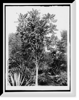 Rubber tree of commerce, Venezuela Classic, Antique Print