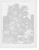 Rubber tree of commerce, Venezuela Classic, Antique Print