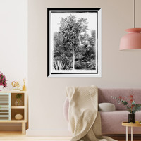 Rubber tree of commerce, Venezuela Classic, Antique Print