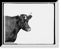Historic Framed Print, [Head of cow],  17-7/8" x 21-7/8"