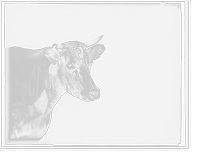 Historic Framed Print, [Head of cow],  17-7/8" x 21-7/8"