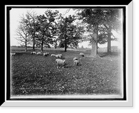 Historic Framed Print, A Group of Leicestershire sheep,  17-7/8" x 21-7/8"