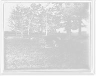 Historic Framed Print, A Group of Leicestershire sheep,  17-7/8" x 21-7/8"