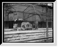 Lions and tigers in Lincoln Park, Chicago, The, Vintage Print