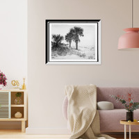 Historic Framed Print, Palmettoes on Isle of Palms near Charleston, S.C.,  17-7/8" x 21-7/8"