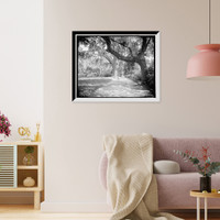 Magnolia on the Ashley, (Magnolia Gardens), Magnolia Ave., Runnymede P.O., S.C. Classic, Vintage Print