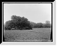 Historic Framed Print, The Suicide Oak and old dueling ground, New Orleans, La.,  17-7/8" x 21-7/8"