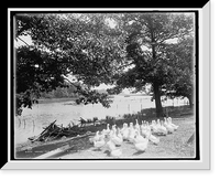 Historic Framed Print, Grosse Isle duck farm, a group of breeders,  17-7/8" x 21-7/8"