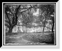 Old oak at Tampa Bay Hotel, Florida - 3, Antique Poster