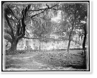 Old oak at Tampa Bay Hotel, Florida - 3, Antique Poster