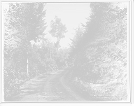 Driveway in Twilight Park, Catskill Mountains, N.Y, Vintage Print