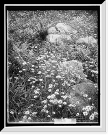 Historic Framed Print, Adirondack mountain wildflowers - 2,  17-7/8" x 21-7/8"