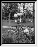 Japanese magnolia Classic, Vintage Wall Art