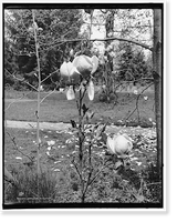 Japanese magnolia Classic, Vintage Wall Art