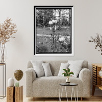 Japanese magnolia Classic, Vintage Wall Art