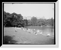 Historic Framed Print, Feeding the swans, Central Park, New York,  17-7/8" x 21-7/8"