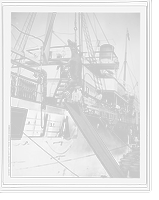 Unloading cattle from ocean steamer, Historic Print
