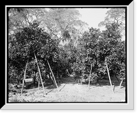 Historic Framed Print, In a Florida orange grove,  17-7/8" x 21-7/8"