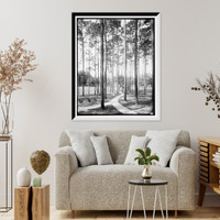 Historic Framed Print, Pines at the College Arms Hotel, De Land, Fla.,  17-7/8" x 21-7/8"