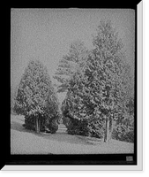 Historic Framed Print, Half through the cedars, Fort William Henry Hotel, Lake George, N.Y.,  17-7/8" x 21-7/8"