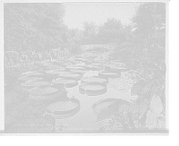 Historic Framed Print, Lily pond, Como Park, St. Paul, Minn.,  17-7/8" x 21-7/8"