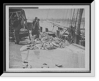 Unloading Gorton's codfish, Gloucester, Mass, Historic Print