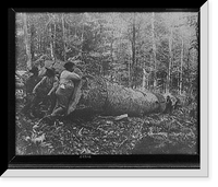Historic Framed Print, [Giant poplar on the William [sic], West Virginia],  17-7/8" x 21-7/8"