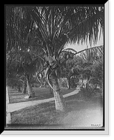 Historic Framed Print, [Cocoanut trees, Palm Beach, Fla.],  17-7/8" x 21-7/8"
