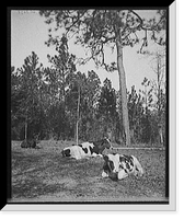 Welcome shade, cattle study, Mobile, Ala. Classic, Vintage Print