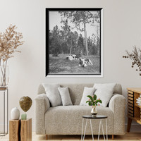 Welcome shade, cattle study, Mobile, Ala. Classic, Vintage Print