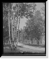 Historic Framed Print, [Marquette, Mich., the Five Sisters (birches), Presque Isle],  17-7/8" x 21-7/8"