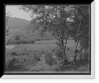 Saranac Lake, valley & birches, Adirondacks, N.Y, Historic Print