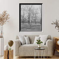 Historic Framed Print, [Tulip tree in Cass Park, Detroit, Mich.],  17-7/8" x 21-7/8"