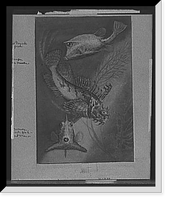 Historic Framed Print, Cow trunk fish, orange sea raven, common trunk fish (front view) - 2,  17-7/8" x 21-7/8"