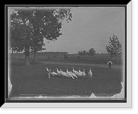 Historic Framed Print, White Holland turkeys,  17-7/8" x 21-7/8"