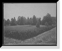 The Firs, a corner of the lawn, New Baltimore, Mich, Antique Wall Art