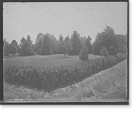 The Firs, a corner of the lawn, New Baltimore, Mich, Antique Wall Art