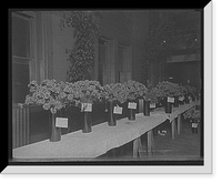 Historic Framed Print, [Exhibits, American Carnation Society Exhibition, Detroit, Mich.] - 2,  17-7/8" x 21-7/8"