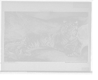 Historic Framed Print, Tiger reclining,  17-7/8" x 21-7/8"