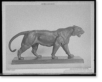 Historic Photo Print - Lioness - Great Gift for History Buffs