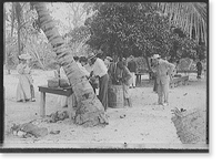 Tourists buying coconuts and fruit from vendor, probably Nassau, Bahamas Classic, Historic Reproduction