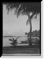 Historic Framed Print, [Waterfront with palm, probably Fla.],  17-7/8" x 21-7/8"
