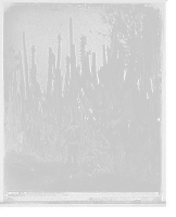 Historic Framed Print, Cactus fence in Salamanca, Mexico,  17-7/8" x 21-7/8"