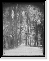 Historic Framed Print, Grove of Chapultepec, Mexico,  17-7/8" x 21-7/8"