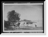 Historic Framed Print, [Holland cattle],  17-7/8" x 21-7/8"